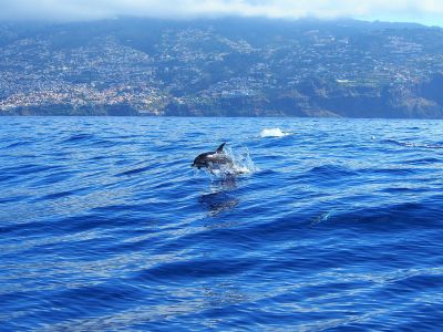 excursion-bateau-madere-dauphin3