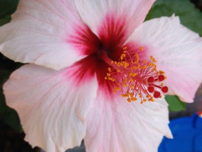 hibiscus-botanique-madere
